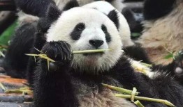 带你吃瓜抢熊猫