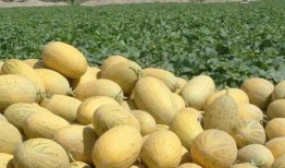 吃肉后吃哈密瓜,美味搭配的奇妙体验