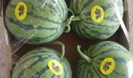 沛县吃瓜啥梗,揭秘网络热梗背后的故事与影响