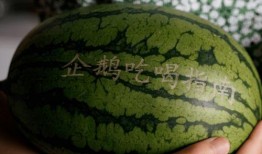 吃瓜600万粉丝,吃瓜达人带你领略娱乐圈风云变幻