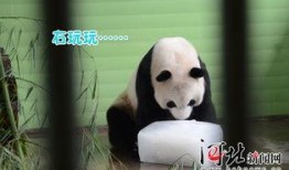 带你吃瓜抢熊猫