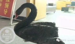 黑天鹅吃瓜,一场意外的美味探险