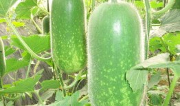 乳瓜早上吃减肥吗,开启健康生活新篇章