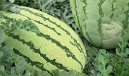 老公吃瓜的样子,揭秘老公吃瓜的狂热瞬间