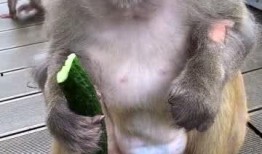 猴子吃瓜图文,猴子欢乐吃瓜瞬间