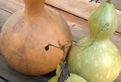 吃葫芦瓜助睡眠,天然安神美食的秘密