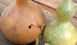 吃葫芦瓜助睡眠,天然安神美食的秘密