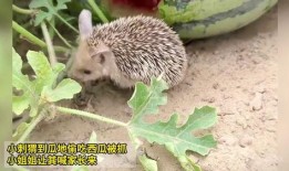 刺猬吃瓜声母,探寻刺猬与瓜果的奇妙缘分