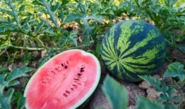 吃瓜群众吃到西瓜,吃瓜群众与西瓜的甜蜜邂逅