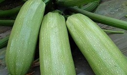 9-1吃瓜,揭秘网络热议背后的真相