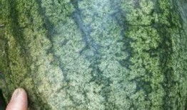 谁会喜欢吃沙瓜,揭秘沙瓜的独特魅力