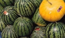 二瓜在饭前吃,二瓜饭前美食大揭秘