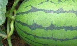 洛阳医院吃瓜,揭秘背后的真相与争议