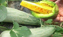 孕妇吃脆瓜,脆瓜助力孕妇健康营养餐