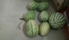 手机吃瓜图片,揭秘娱乐圈幕后真相