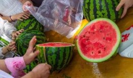 专门吃瓜的视频,视频解析