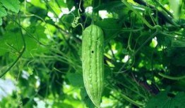 网友每日吃瓜,揭秘娱乐圈幕后真相