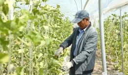 民国吃瓜群众就位,见证时代变迁的民间视角