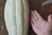 今天吃瓜了吗是病毒吗