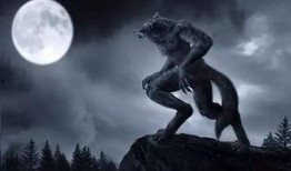 吃瓜群众版狼人,吃瓜群众视角下的野性世界