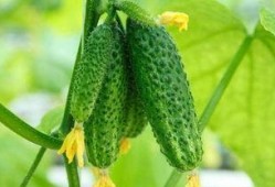 河北吃瓜全部,揭秘地方特色美食背后的故事