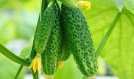 河北吃瓜全部,揭秘地方特色美食背后的故事