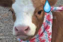 抖音吃瓜赛道,揭秘热门事件背后的真相与笑料