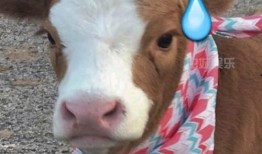 抖音吃瓜赛道,揭秘热门事件背后的真相与笑料