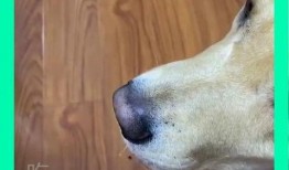 西瓜视频狗子吃瓜,狗子吃瓜的欢乐瞬间