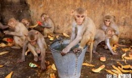 印度人吃猴子吃瓜,猴子与瓜果共舞的餐桌奇观