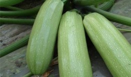 西张村吃瓜,一场乡村生活的甜蜜狂欢