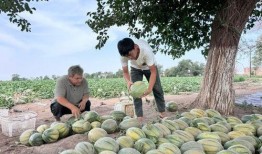 通天峡吃瓜,一场别开生面的“吃瓜”之旅