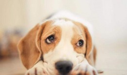 小狗吃瓜被噎住视频,温馨救援瞬间引网友热议