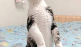 猫咪吃瓜音乐,猫咪吃瓜音乐盛宴