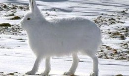 北极兔cp吃瓜,甜蜜瞬间，揭秘这对CP的甜蜜日常