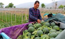 隆林吃瓜,探寻地方特色美食，共享吃瓜乐趣