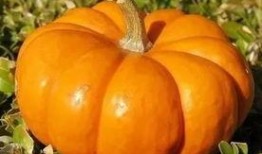 南瓜吃瓜不吃瓜的意思,揭秘南瓜的独特饮食习惯