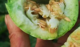 末暗在吃瓜,揭秘娱乐圈背后的秘密与真相