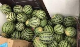 花桥吃瓜群,揭秘网络社交圈的趣味与争议