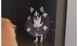 吃瓜群众狗狗打架,吃瓜群众见证的激烈打斗现场