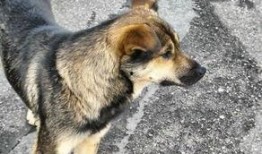 吃瓜土狗啥意思,网络流行语的内涵与演变