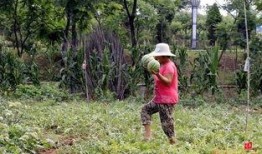 枣庄最新吃瓜,揭秘本地热辣美食风云