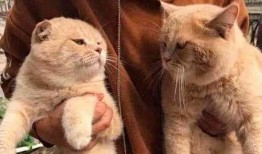 抱猫吃瓜,一场温馨的抱猫吃瓜之旅