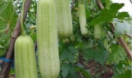 角瓜和什么一块吃减肥,轻松开启减肥之旅