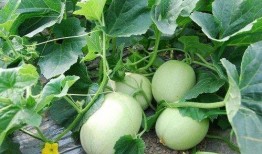 吃瓜吃到烂瓜,揭秘娱乐圈的真相与反思