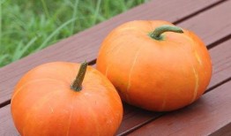 南瓜吃瓜不吃瓜的意思,揭秘南瓜的独特饮食习惯