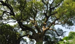 火树吃瓜条,探寻夏日消暑美食的奇妙之旅