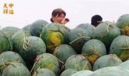 卖瓜现场吃,卖瓜不再只是“吹牛”