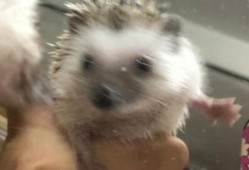 刺猬吃瓜声母,探寻刺猬与瓜果的奇妙缘分