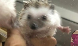 刺猬吃瓜声母,探寻刺猬与瓜果的奇妙缘分